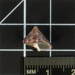 Calliostoma zizyphinum