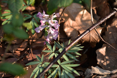 Corydalis yanhusuo