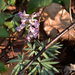 Corydalis yanhusuo - Photo (c) 龙栩川, some rights reserved (CC BY-NC), uploaded by 龙栩川