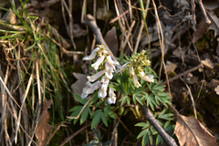 Corydalis yanhusuo