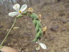 Henrya tuberculosperma