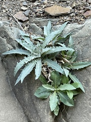 Stephanomeria cichoriacea