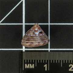 Calliostoma zizyphinum