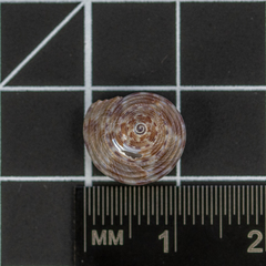 Calliostoma zizyphinum