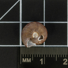 Calliostoma zizyphinum