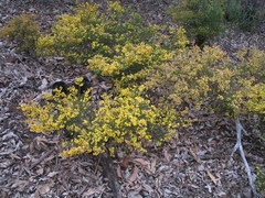Acacia pulchella