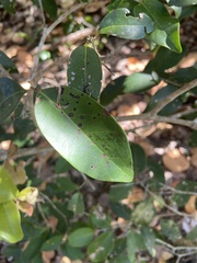 Myrcianthes fragrans