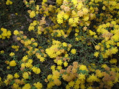 Acacia pulchella