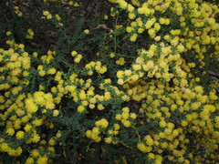 Acacia pulchella