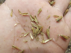 Henrya tuberculosperma