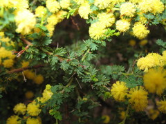 Acacia pulchella