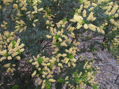 Acacia varia