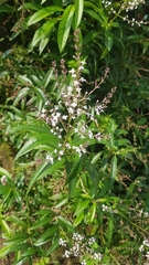 Aloysia citrodora