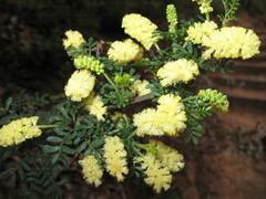 Acacia varia