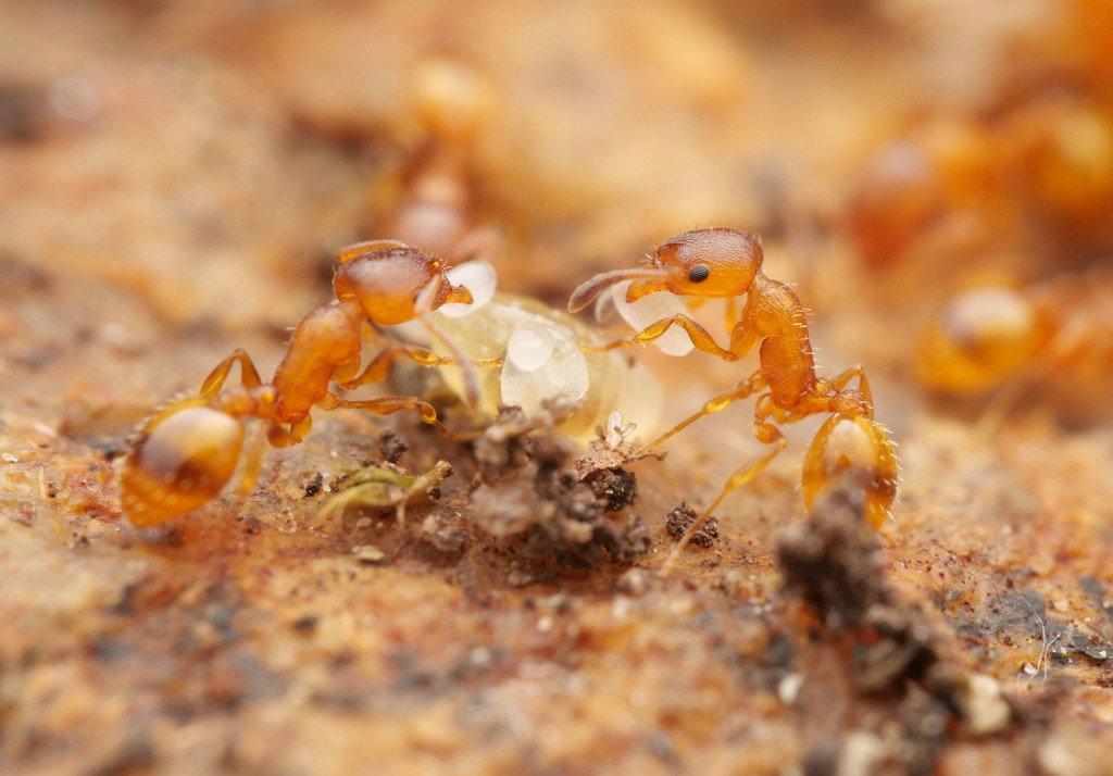 Temnothorax unifasciatus