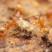 Temnothorax unifasciatus - Photo no rights reserved, uploaded by Philipp Hoenle