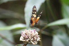 Heliconius numata silvana