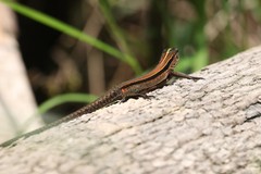 Kentropyx altamazonica