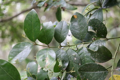 Cassinopsis tinifolia