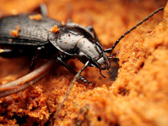 Pterostichus aethiops