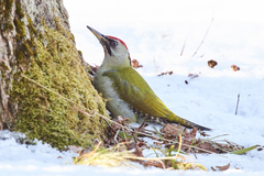 Picus canus × viridis
