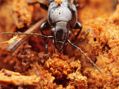 Pterostichus aethiops