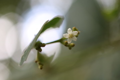 Cassinopsis tinifolia