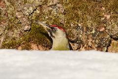Picus canus × viridis