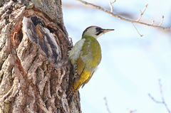 Picus canus × viridis