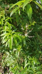 Aloysia citrodora