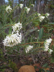 Pimelea lehmanniana