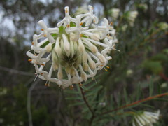 Pimelea lehmanniana