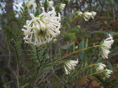 Pimelea lehmanniana