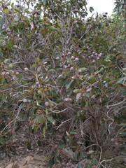 Corymbia calophylla