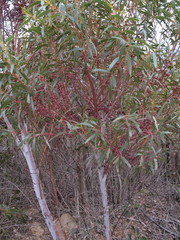 Eucalyptus doratoxylon