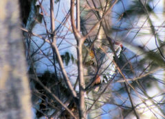 Dendrocopos leucotos