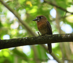 Malacoptila mystacalis