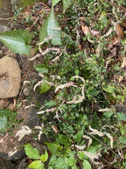 Ouret sanguinolenta