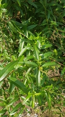 Aloysia citrodora