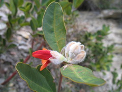 Gastrolobium leakeanum