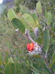 Gastrolobium leakeanum