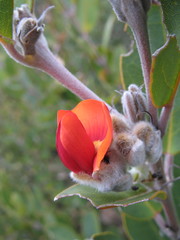 Gastrolobium leakeanum