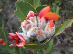 Gastrolobium leakeanum