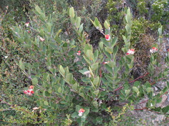 Gastrolobium leakeanum