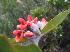 Gastrolobium leakeanum