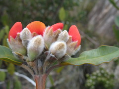 Gastrolobium leakeanum