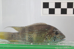 Image of Andinoacara coeruleopunctatus