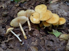 Marasmius strictipes