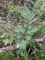 Dryopteris sordidipes