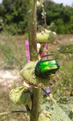 Protaetia cuprea ignicollis